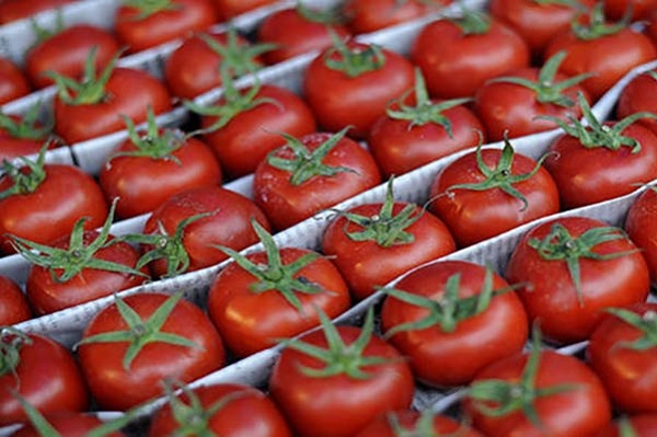 فروش گوجه فرنگی گلخانه ای صادراتی با قیمت مناسب