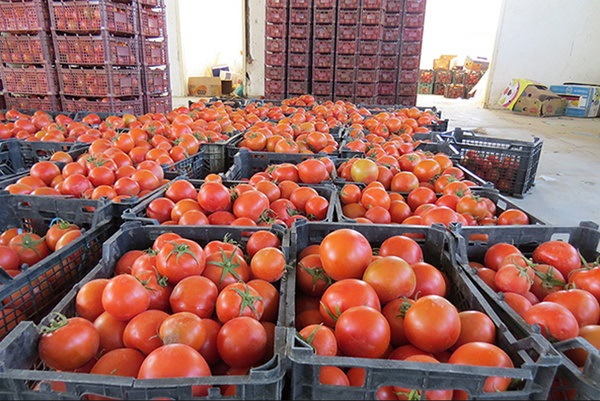 فروش گوجه فرنگی صادراتی کرمانشاه بصورت عمده