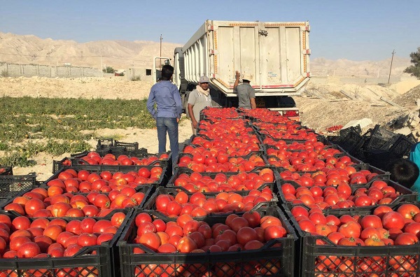 خرید اینترنتی گوجه فرنگی صادراتی اعلا با نازل ترین قیمت در بوشهر