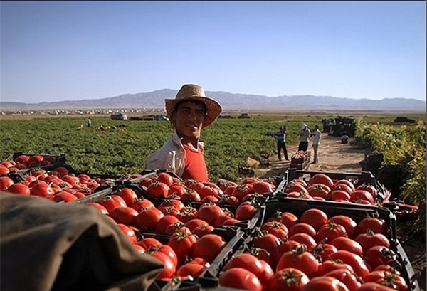 فروش عمده گوجه فرنگی صادراتی+صادرات گوجه به روسیه