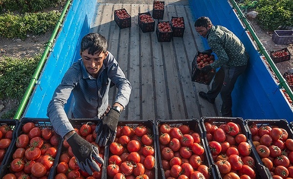 فروش انواع گوجه فرنگی در تهران به صورت عمده
