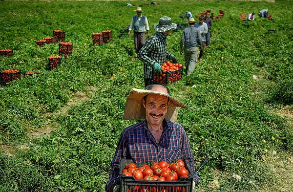 فروش بهترین گوجه فرنگی صادراتی زنجان