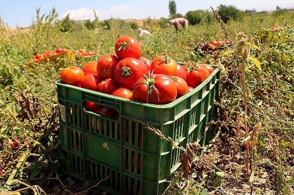 فروش گوجه فرنگی به صورت عمده جهت صادرات