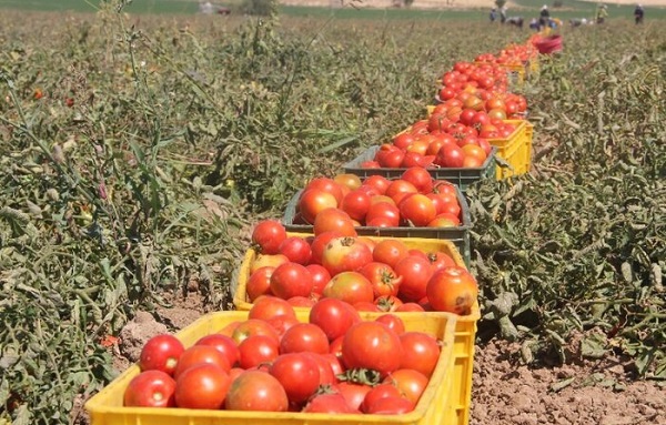 فروش عمده گوجه فرنگی صادراتی+صادرات گوجه به روسیه