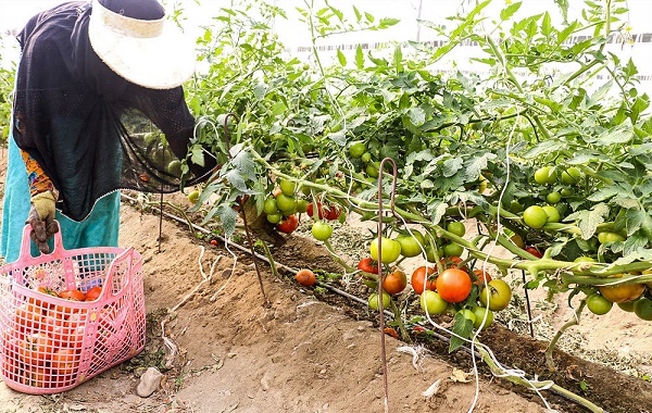 فروش عمده گوجه فرنگی صادراتی به قیمت روز