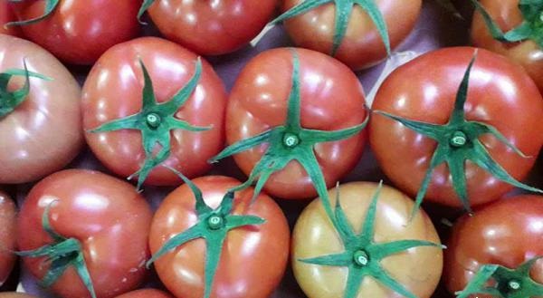 فروش گوجه صادراتی گلخانه ای در مراکز معتبر