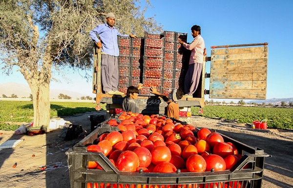 فروش عمده گوجه فرنگی صادراتی