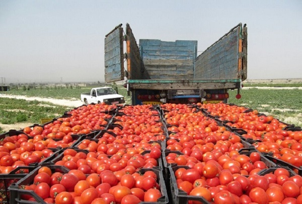 مرکز فروش گوجه فرنگی در ایران