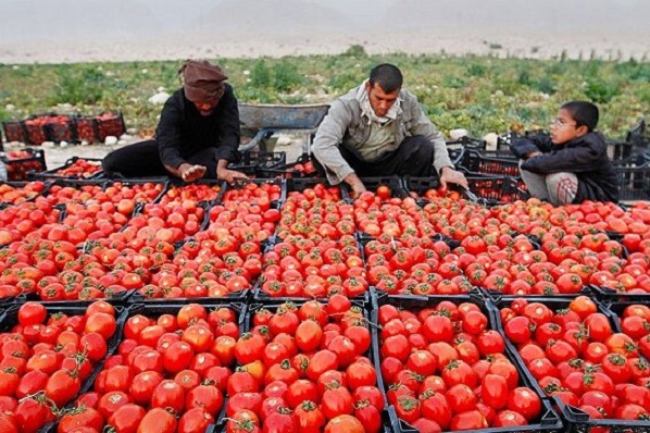 فروش گوجه فرنگی به صورت عمده جهت صادرات