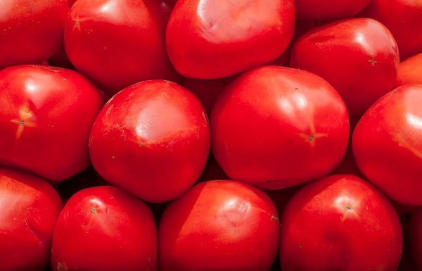 فروش گوجه فرنگی صادراتی به امارات
