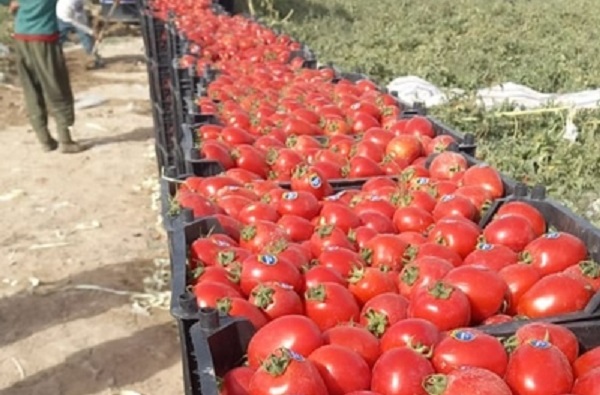 صادرات گوجه فرنگی به پاکستان+صادرات گوجه به ارمنستان