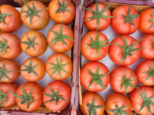 فروش عمده گوجه فرنگی در بازار صادرات