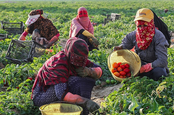 فروش گوجه قرمز صادراتی به عراق