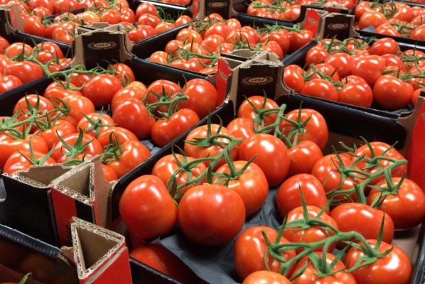 فروش گوجه فرنگی صادراتی به امارات