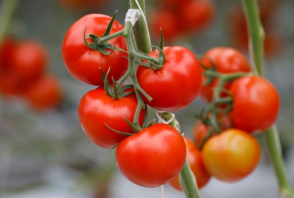 قیمت و خرید گوجه گلخانه ای در اصفهان+بهترین گوجه فرنگی صادراتی