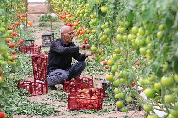 فروش گوجه فرنگی اصفهان با قیمت خوب