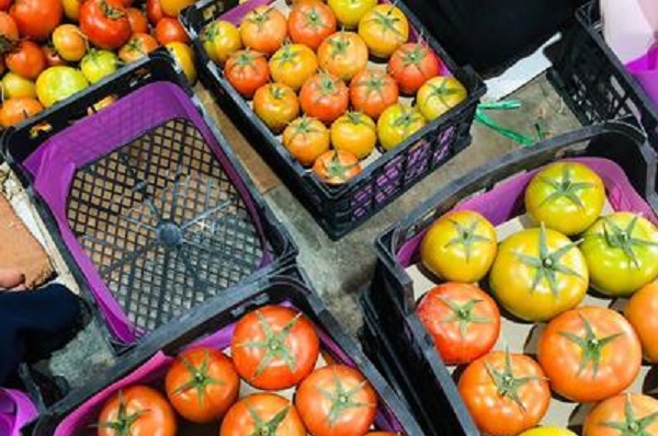 صادرات گوجه فرنگی به پاکستان+صادرات گوجه به ارمنستان