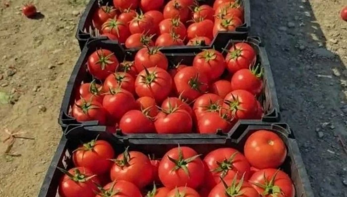 مرجع خرید و فروش گوجه فرنگی گلخانه ای