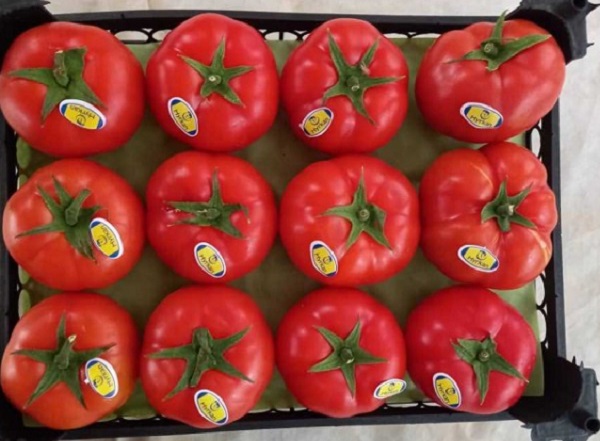 فروش گوجه فرنگی گلخانه ای صادراتی با قیمت مناسب