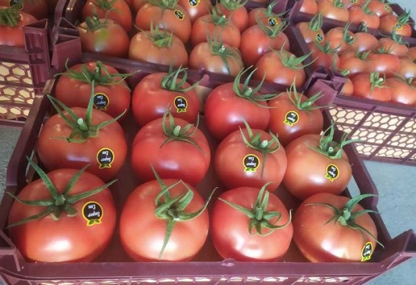 قیمت فروش عمده گوجه فرنگی 8320