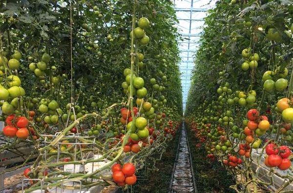 فروش باکیفیت ترین گوجه صادراتی با قیمت مناسب