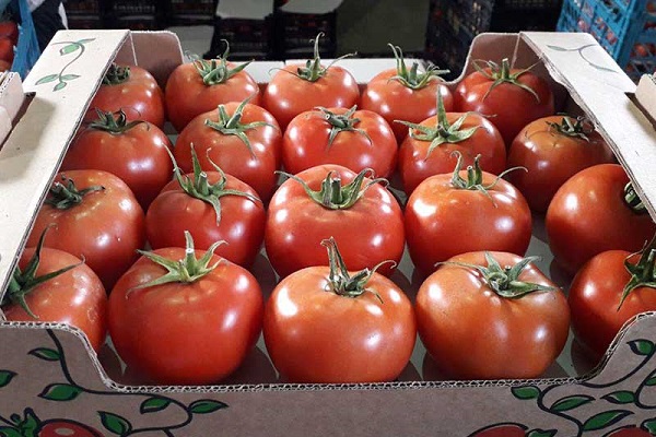 خرید و فروش گوجه فرنگی گلخانه ای صادراتی همدان