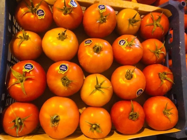 قیمت گوجه فرنگی گلخانه ای صادراتی با بسته بندی همدان