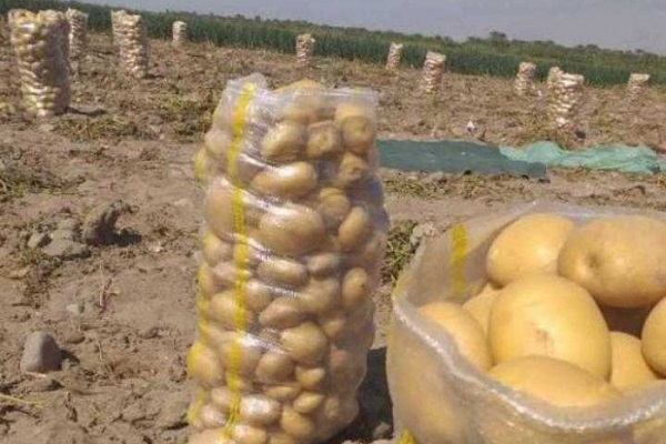 خرید و فروش سیب زمینی در همدان