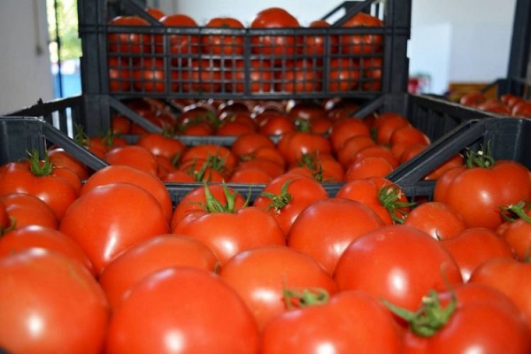 مرکز اصلی فروش گوجه فرنگی در کشور