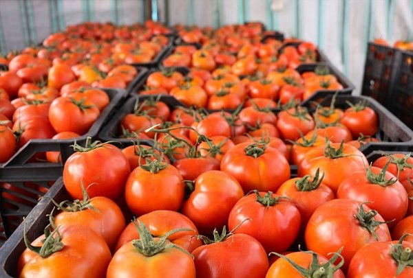 قیمت فروش گوجه فرنگی در بازار