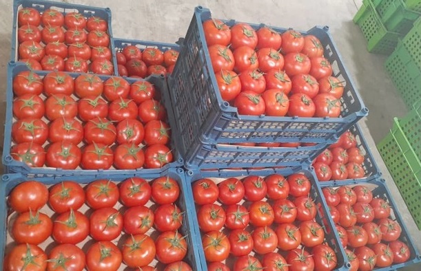 فروش عمده گوجه گلخانه ای صادراتی اصفهان