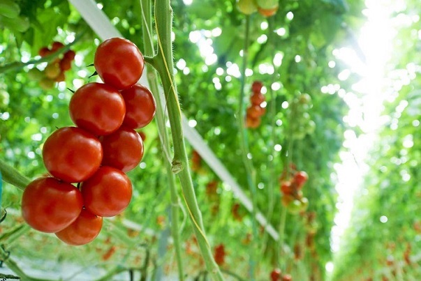 پخش گوجه فرنگی برای صادرات با بهترین قیمت