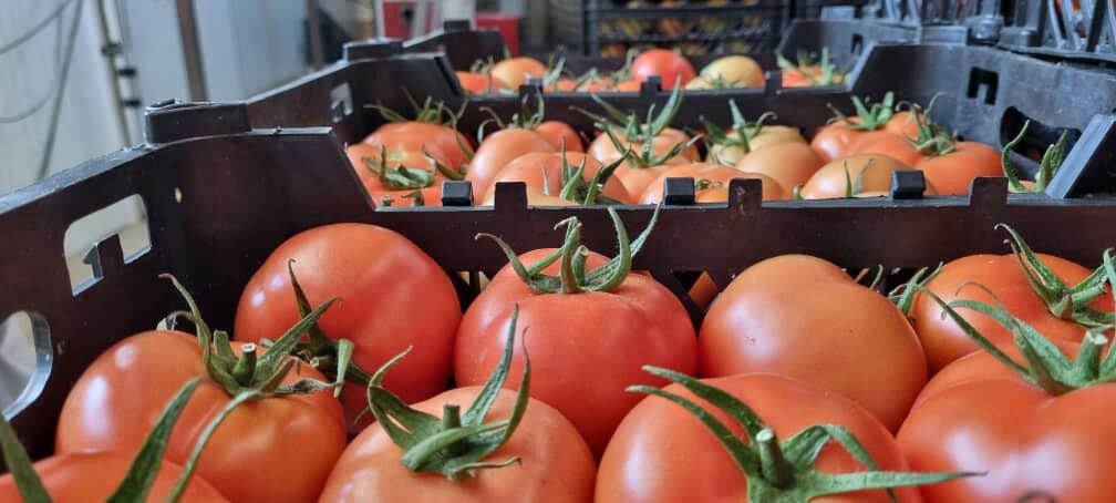 قیمت گوجه فرنگی گلخانه ای در بازار امروز بصورت عمده