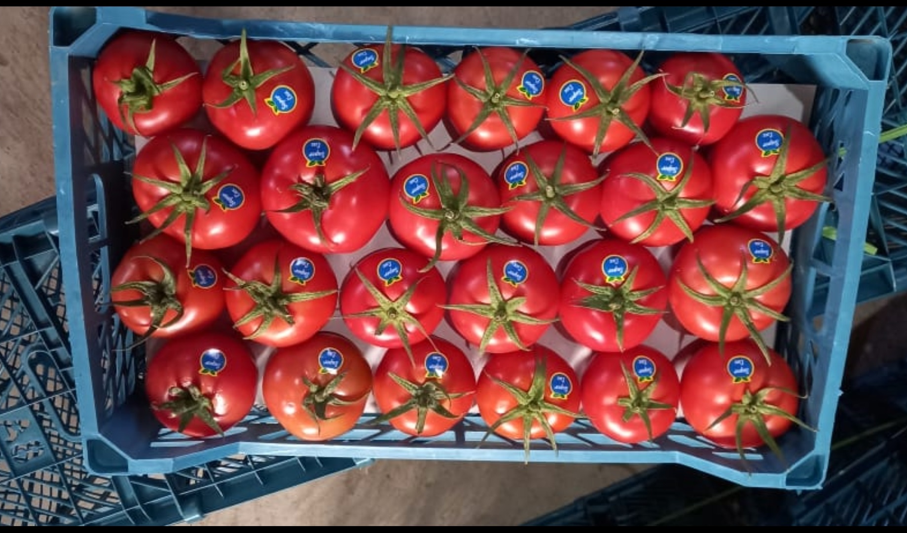قیمت فروش گوجه فرنگی گلخانه ای صادراتی با مجوز