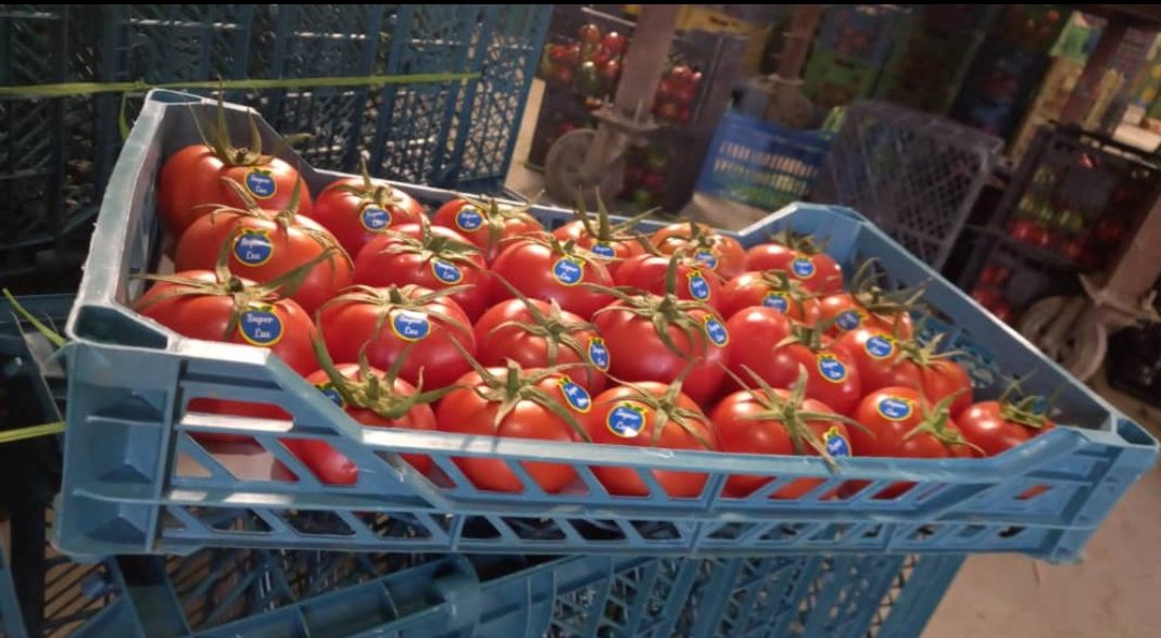 پخش گوجه فرنگی ریز درجه یک در سراسر کشور