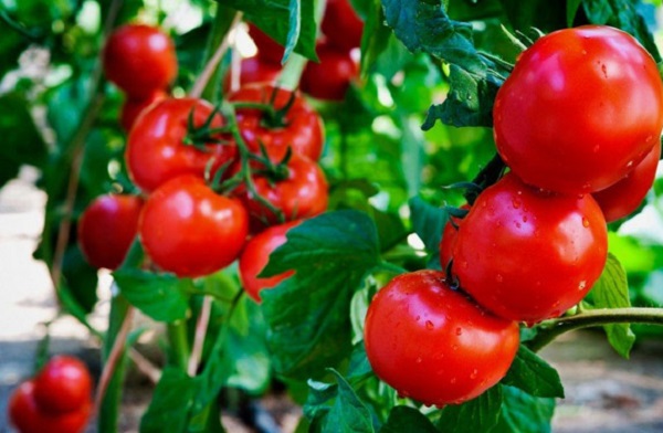 فروش گوجه فرنگی گلخانه ایی همدان