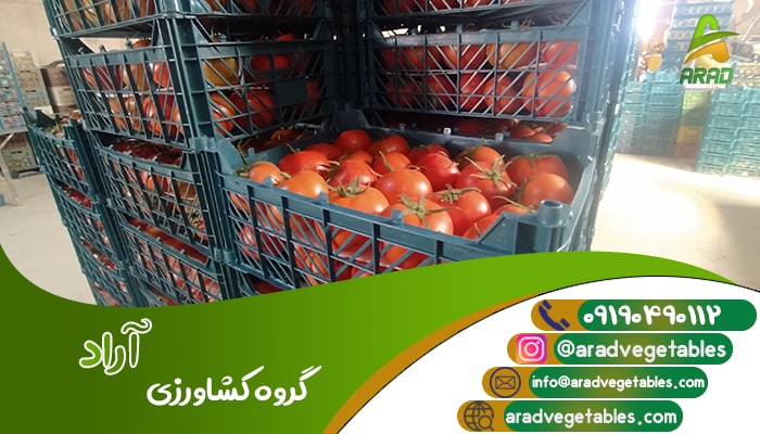 گوجه فرنگی گلخانه ای صادراتی خرید به صورت عمده