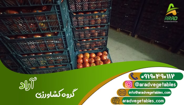 تولیدکنندگان گوجه فرنگی در ایران