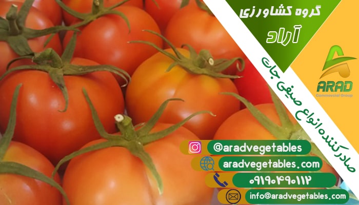 قیمت گوجه فرنگی گلخانه ای صادراتی + خرید و فروش