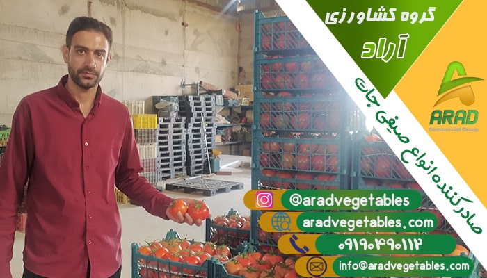 فروش گوجه فرنگی در بهترین قیمت | گروه کشاورزی آراد