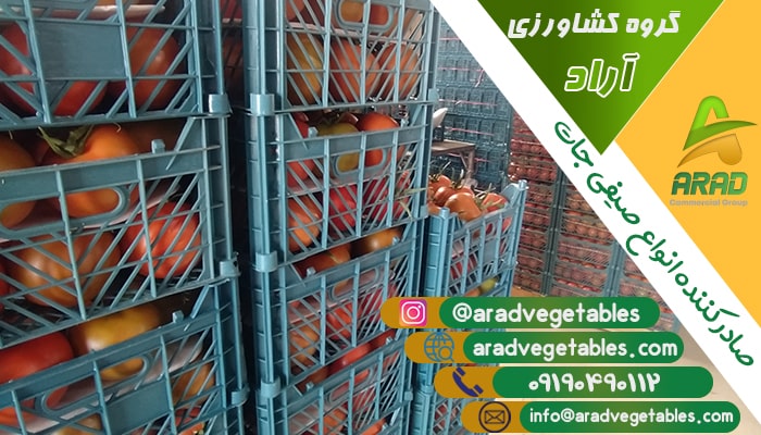 صادرات گوجه گلخانه ای به افغانستان