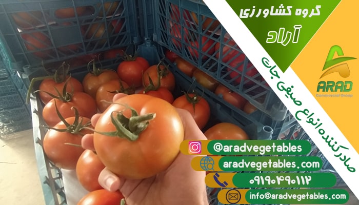 خرید گوجه فرنگی گلخانه ای صادراتی