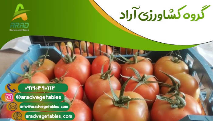 خرید گوجه فرنگی ارزان در شهر همدان با کیفیت عالی