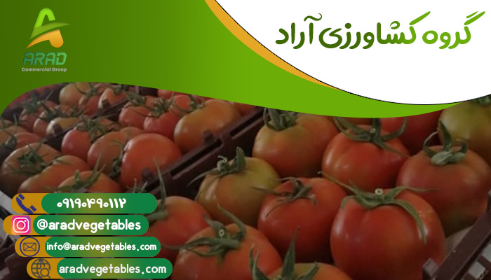 مرکز فروش گوجه فرنگی در ایران