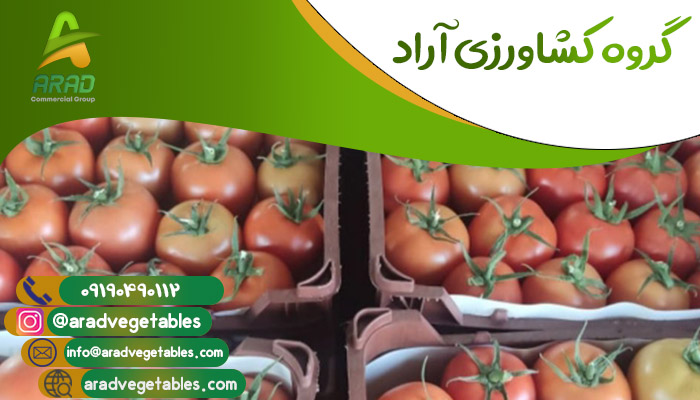 مرکز تولید گوجه فرنگی در ایران