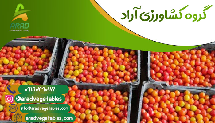 قیمت گوجه فرنگی گیلاسی صادراتی با خرید ارزان