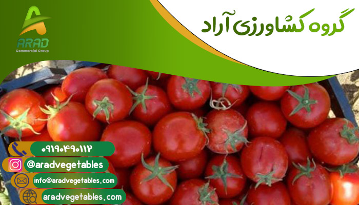 فروش گوجه فرنگی گلخانه ای در همدان + خرید و صادرات