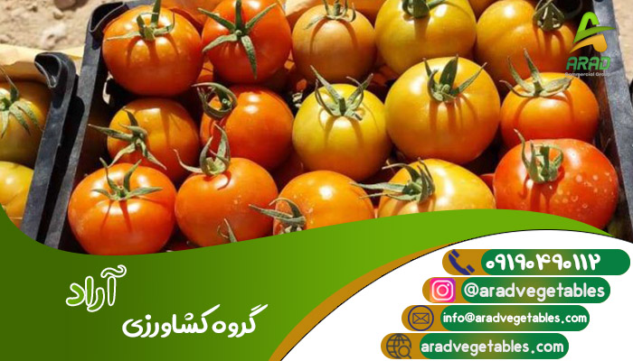 قیمت گوجه فرنگی همدان + گوجه فرنگی زمینی