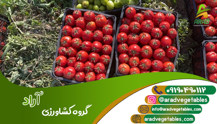 تولیدکنندگان گوجه فرنگی در ایران