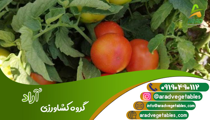 فروش مستقیم گوجه فرنگی ارزان + خرید و فروش